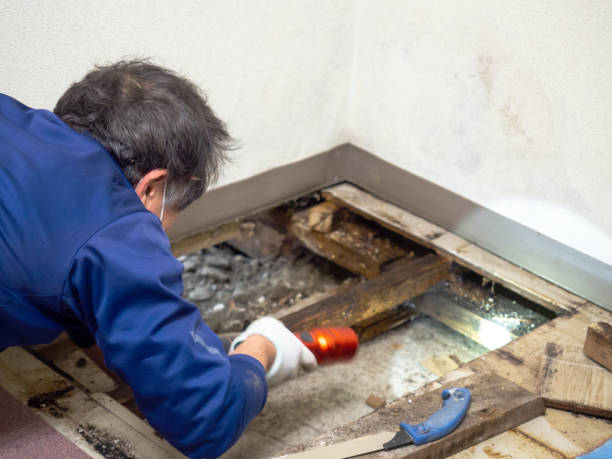 Best DIY Mold Remediation Support Services in Fort Pierre, SD