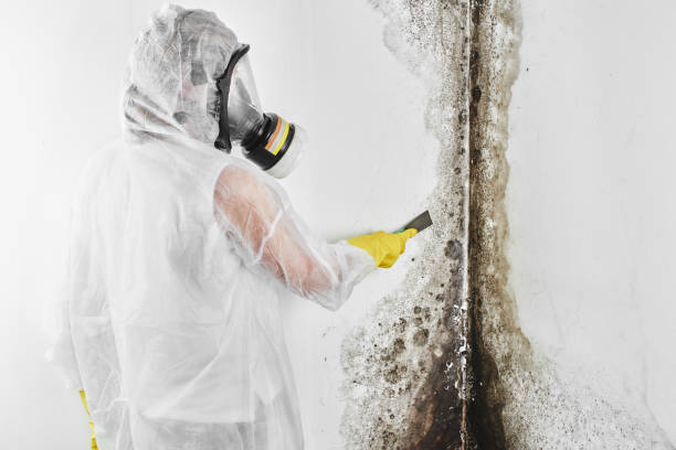 Best Preventive Mold Services in Fort Pierre, SD