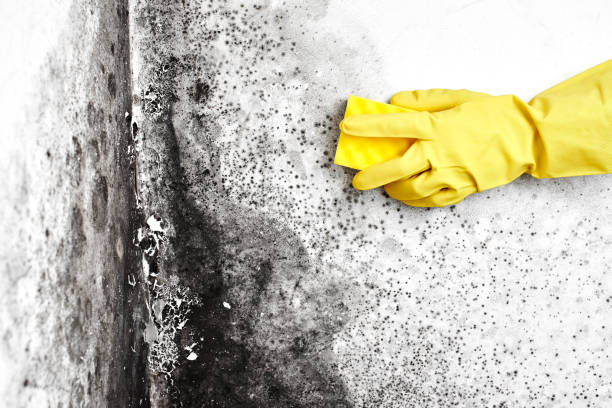 Best Basement Mold Remediation in Fort Pierre, SD
