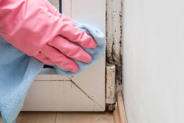 Best Residential Mold Remediation in Fort Pierre, SD