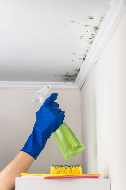 Best Post-Flood Mold Remediation in Fort Pierre, SD